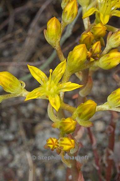 sedum lanceolatum 4 graphic